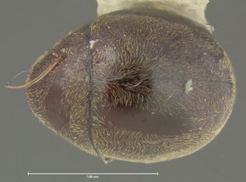 Media type: image;   Entomology 32079 Aspect: habitus dorsal view